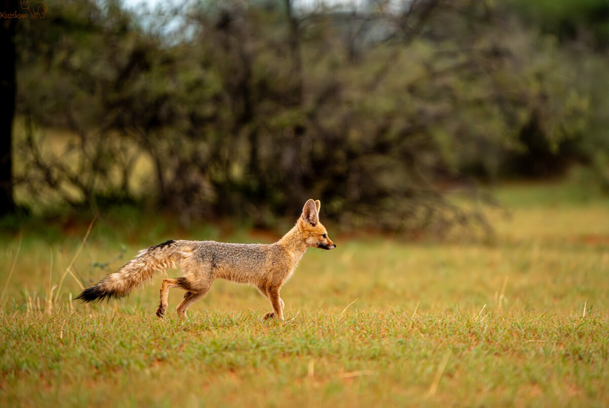 Cape fox on the first green of the Kalahari