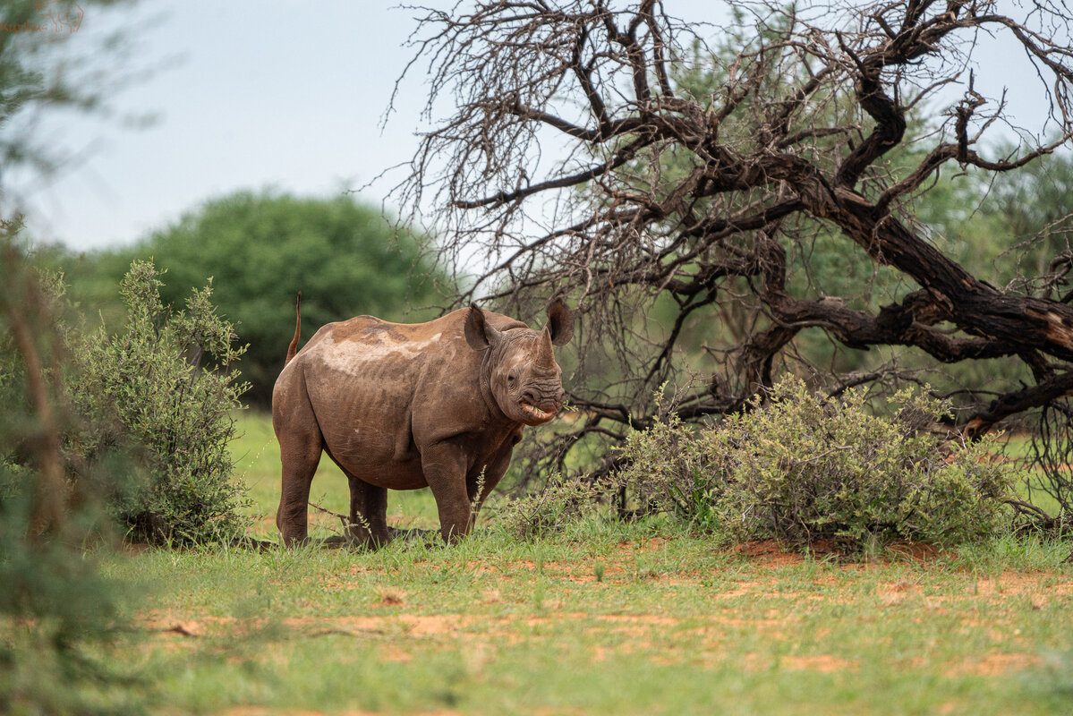 Nashorn im busch