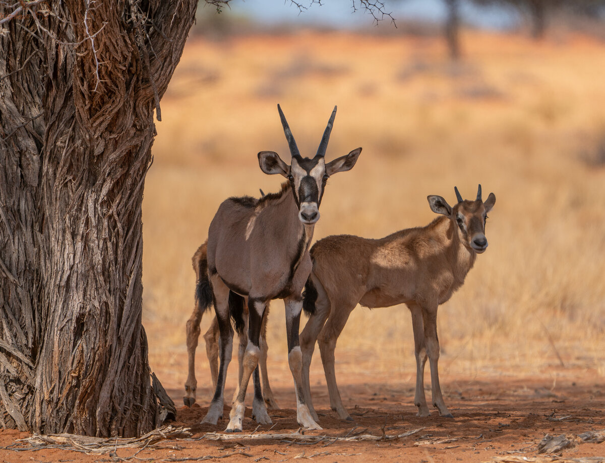 Oryxcalfs in the midday shade