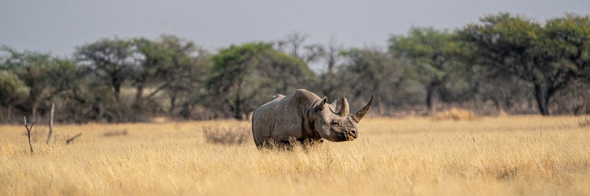 Black Rhino in the open grasssavanna