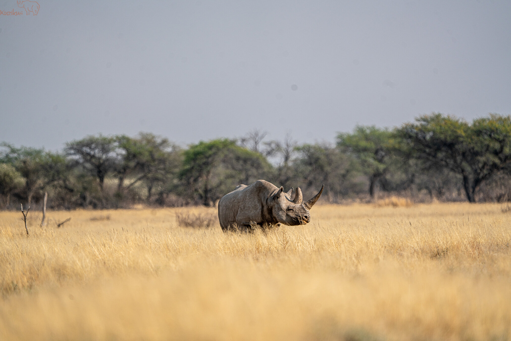 Black Rhino in the open grasssavanna