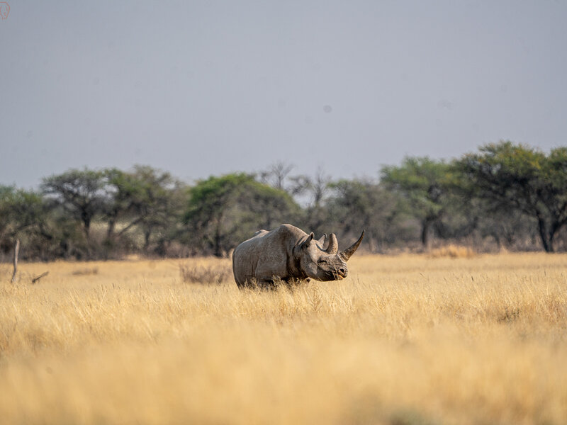 Black Rhino in the open grasssavanna