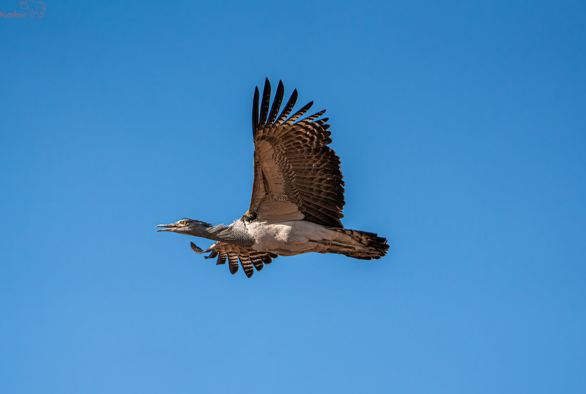 Riesentrappe im Flug gegen den blauen Himmel