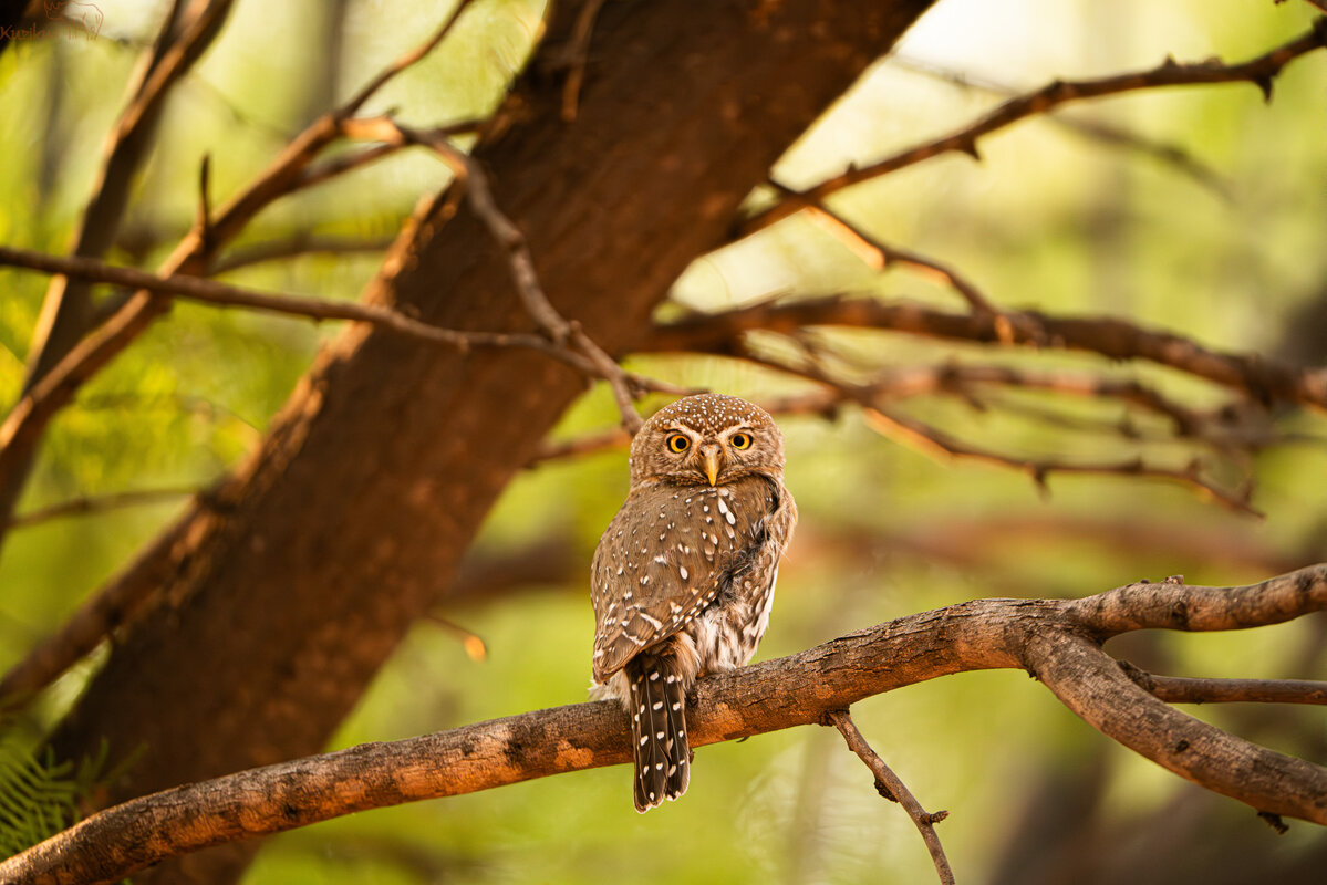 pearl spotted owlet on a twig