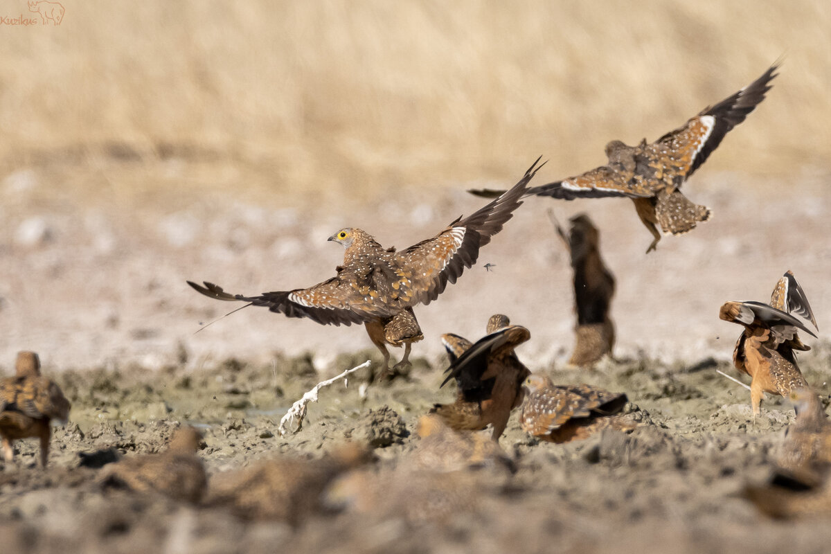 Sandgrouse arriving at the waterhole