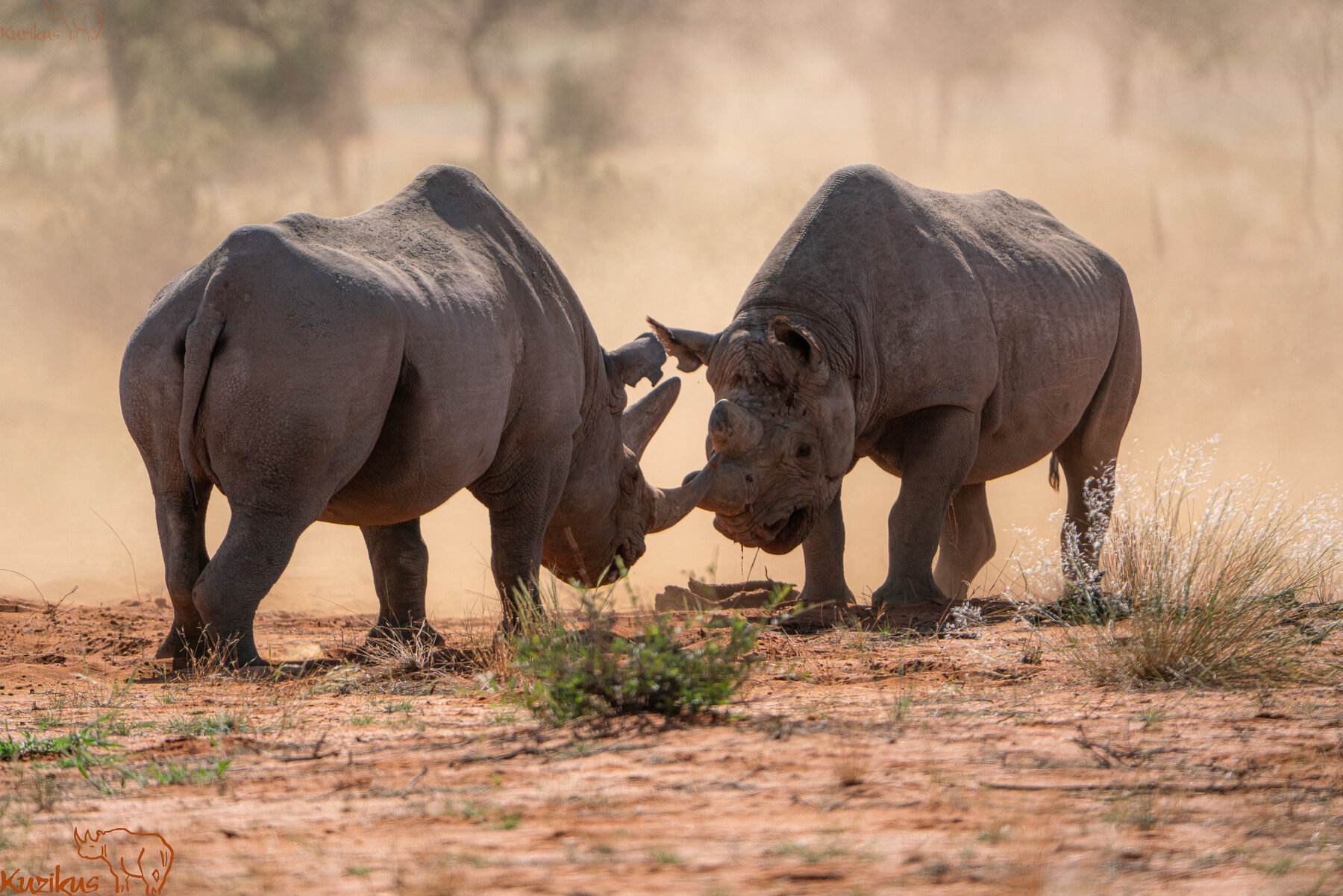 rhino fighting