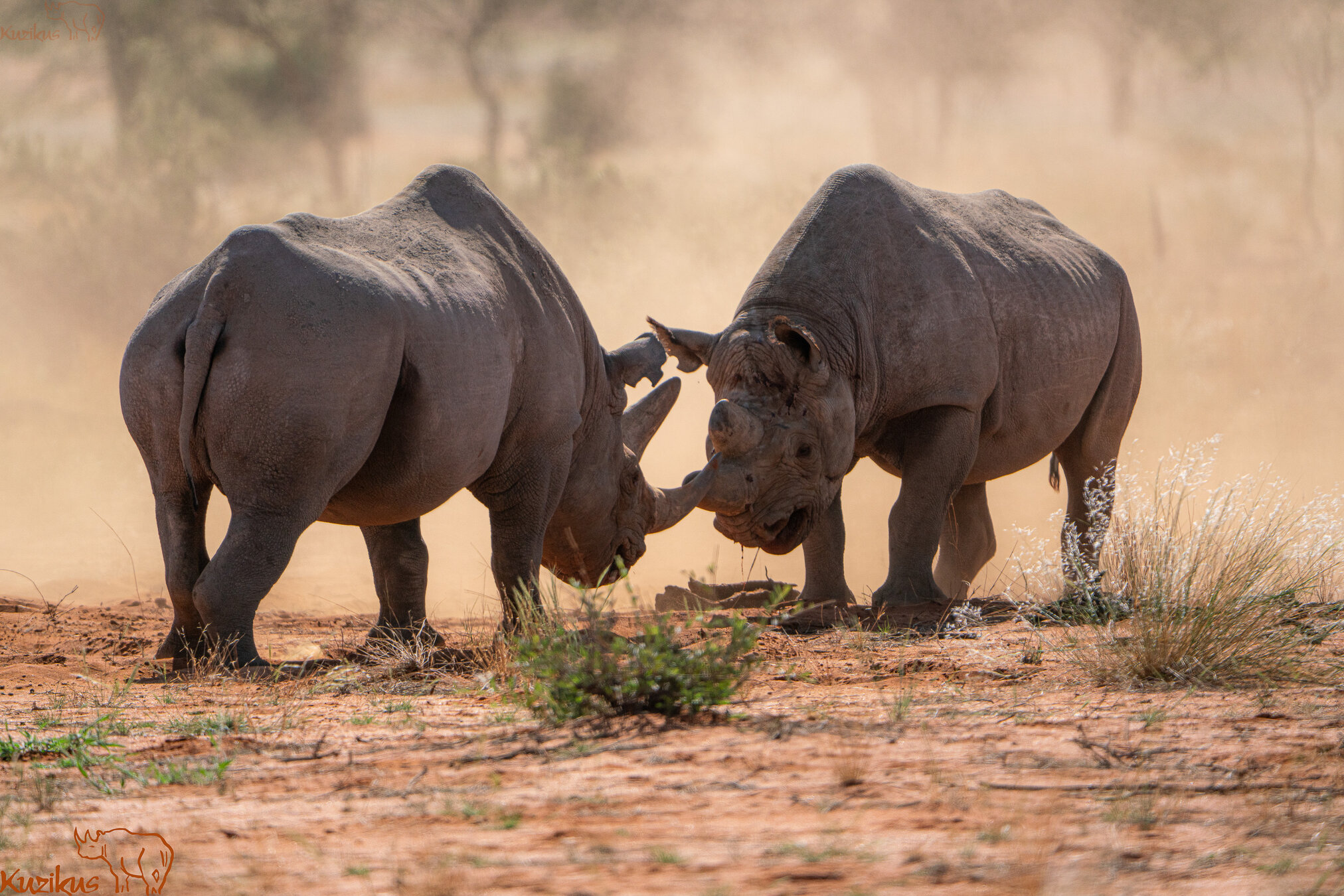 rhino fighting