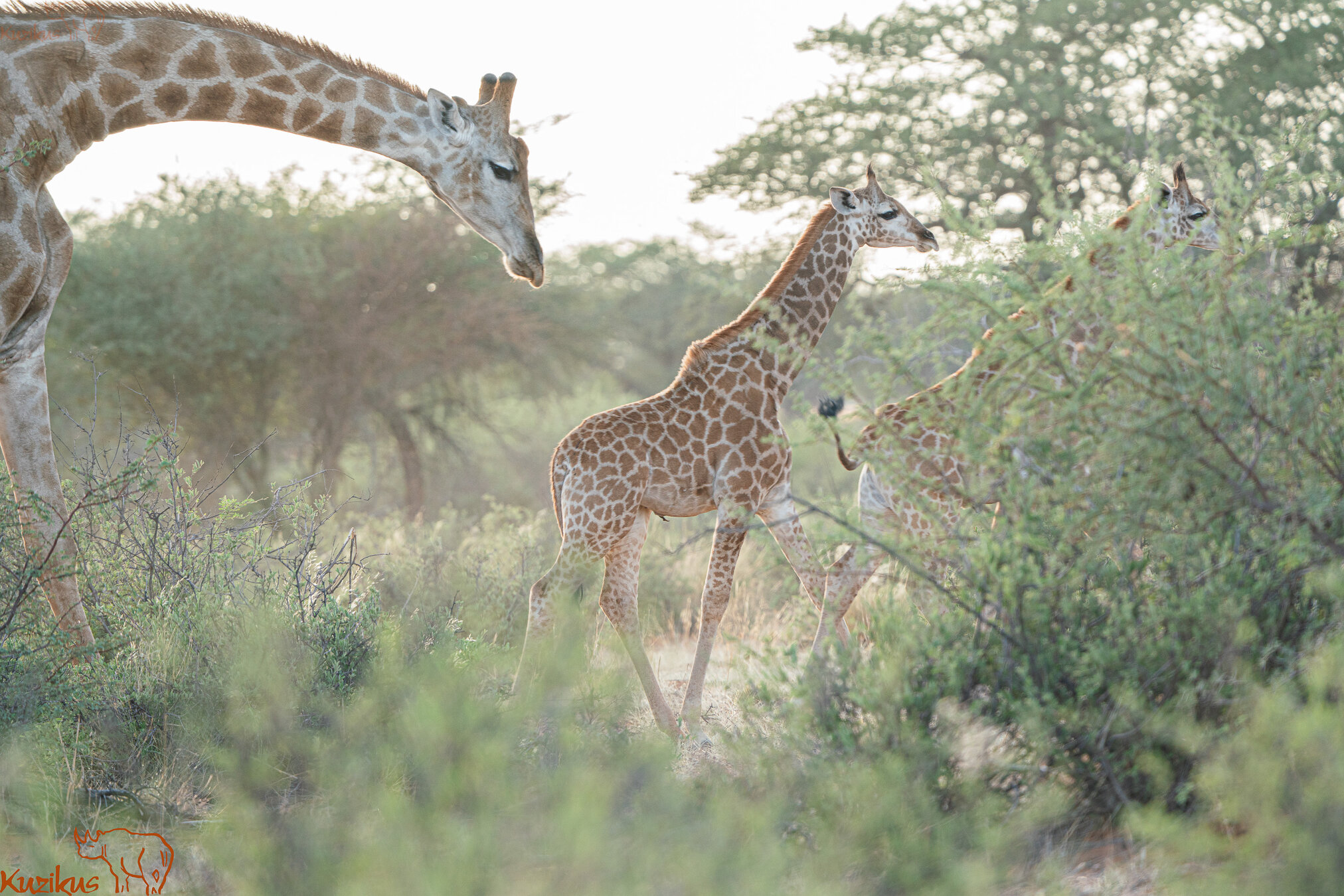 Giraffen