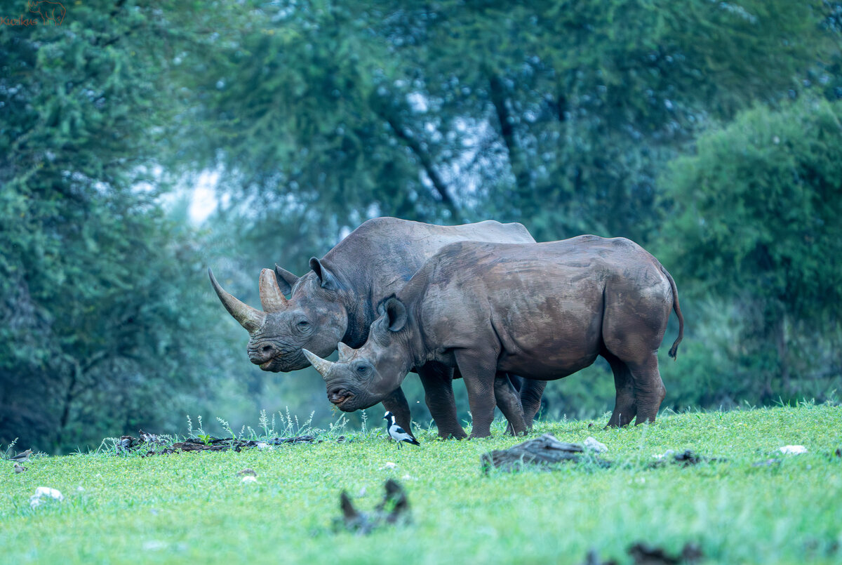 Black Rhino 