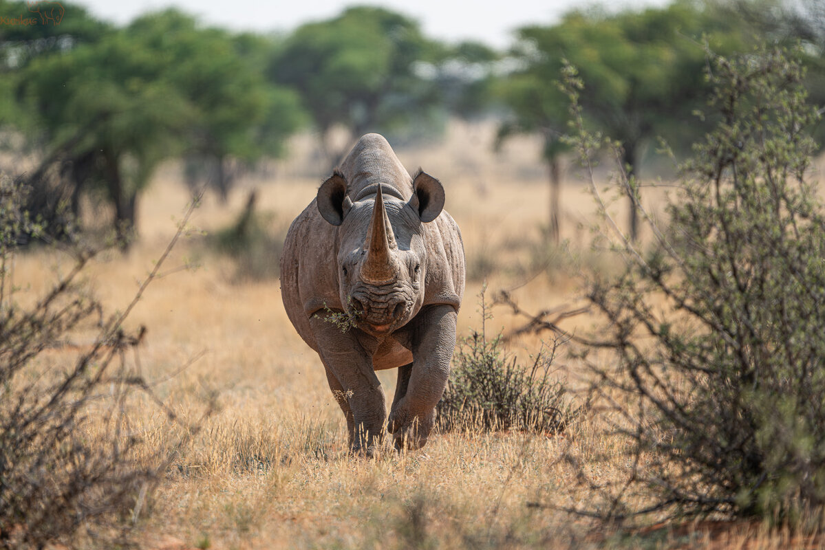 Black Rhino