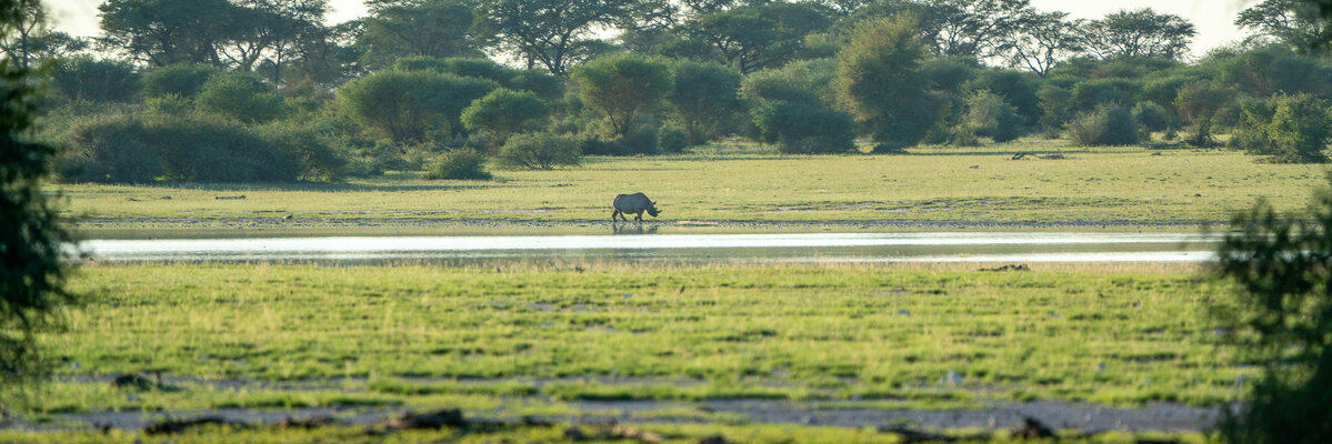 Rhino in the pan