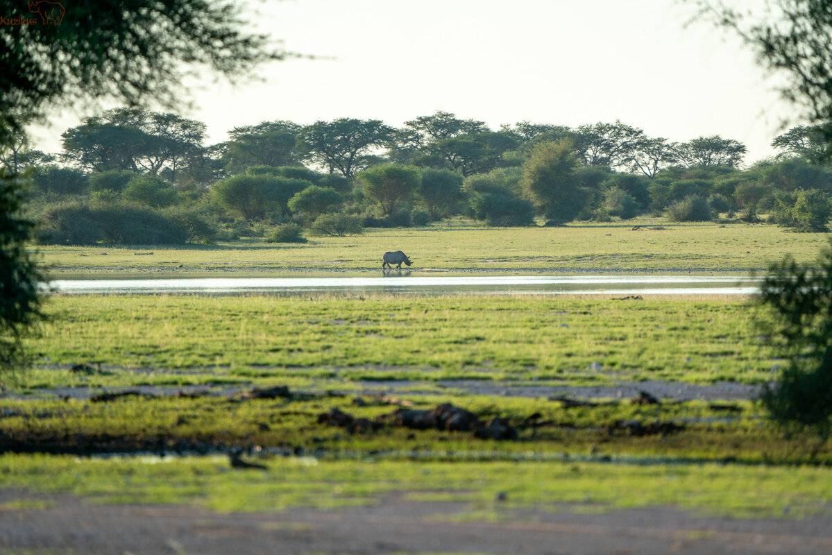Rhino in the pan