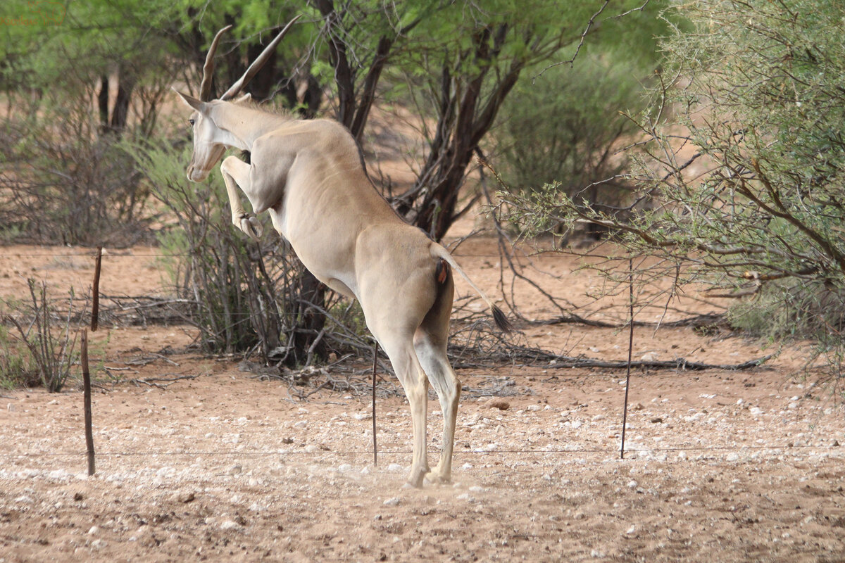 Eland springt &uuml;ber einen Zaun