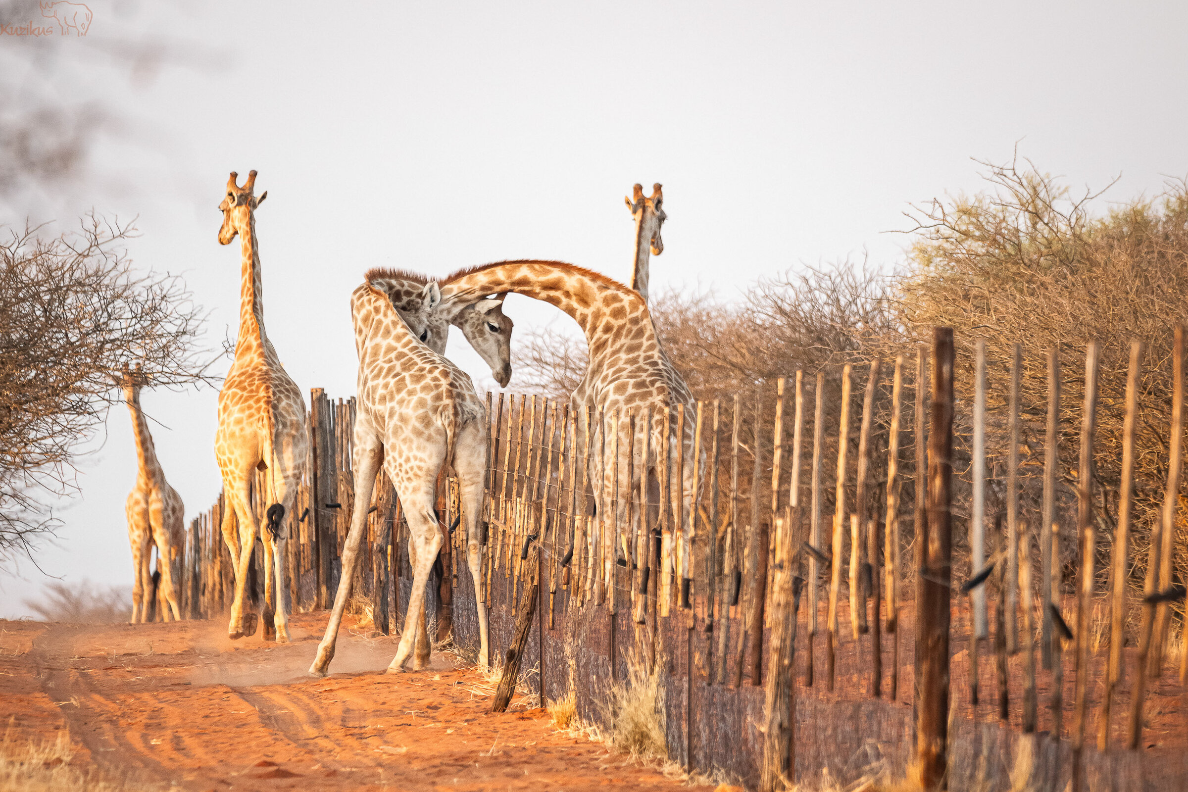 Giraffen am Zaun