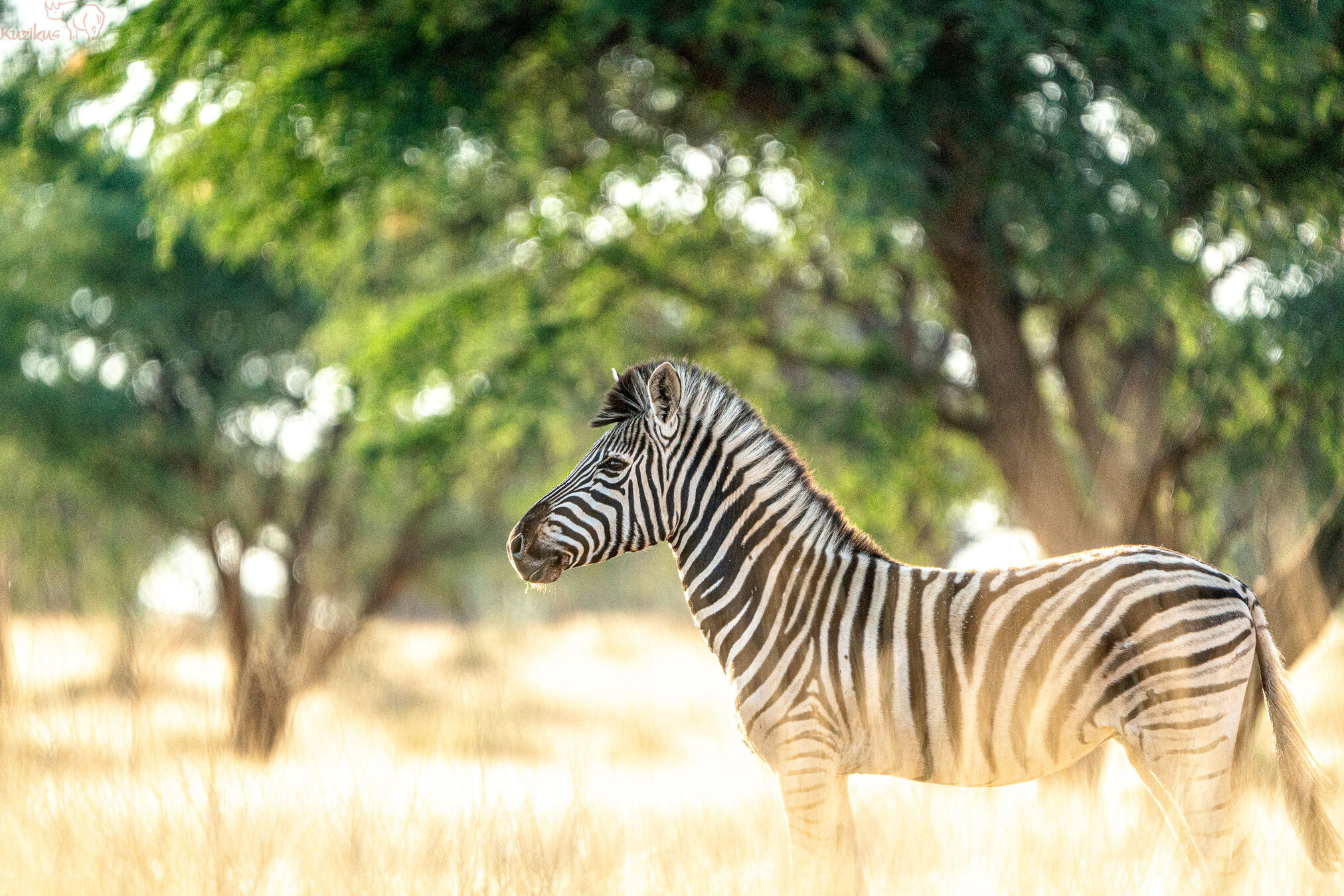 Zebra im gelben Licht
