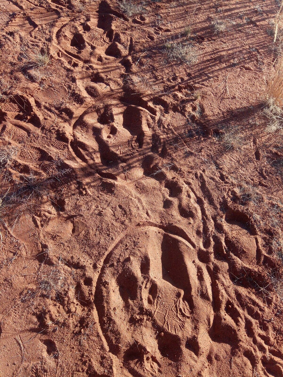 Fu&szlig;abdr&uuml;cke identifizieren Wildtrack Kuzikus Namibia