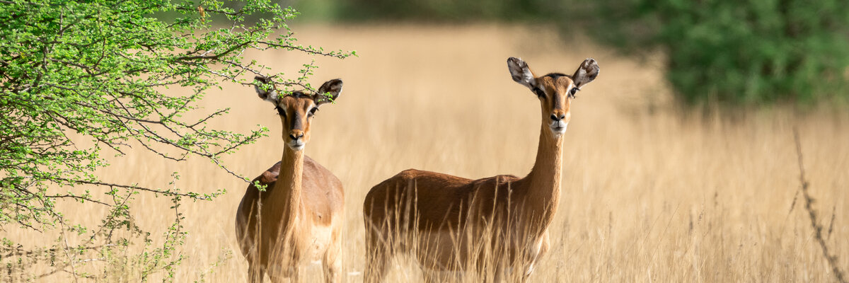 Impala