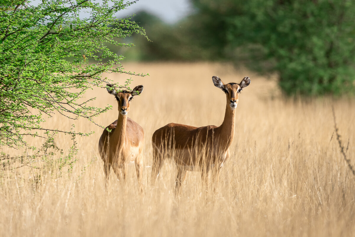 Impala