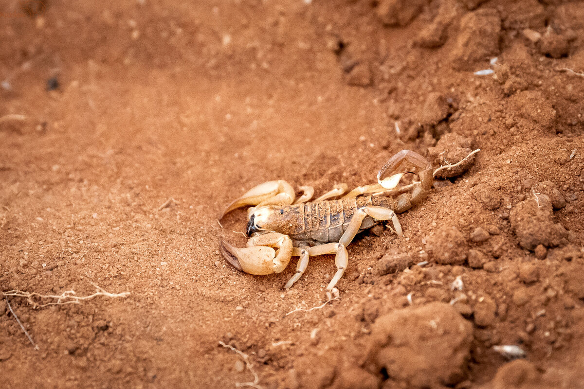 Scopion