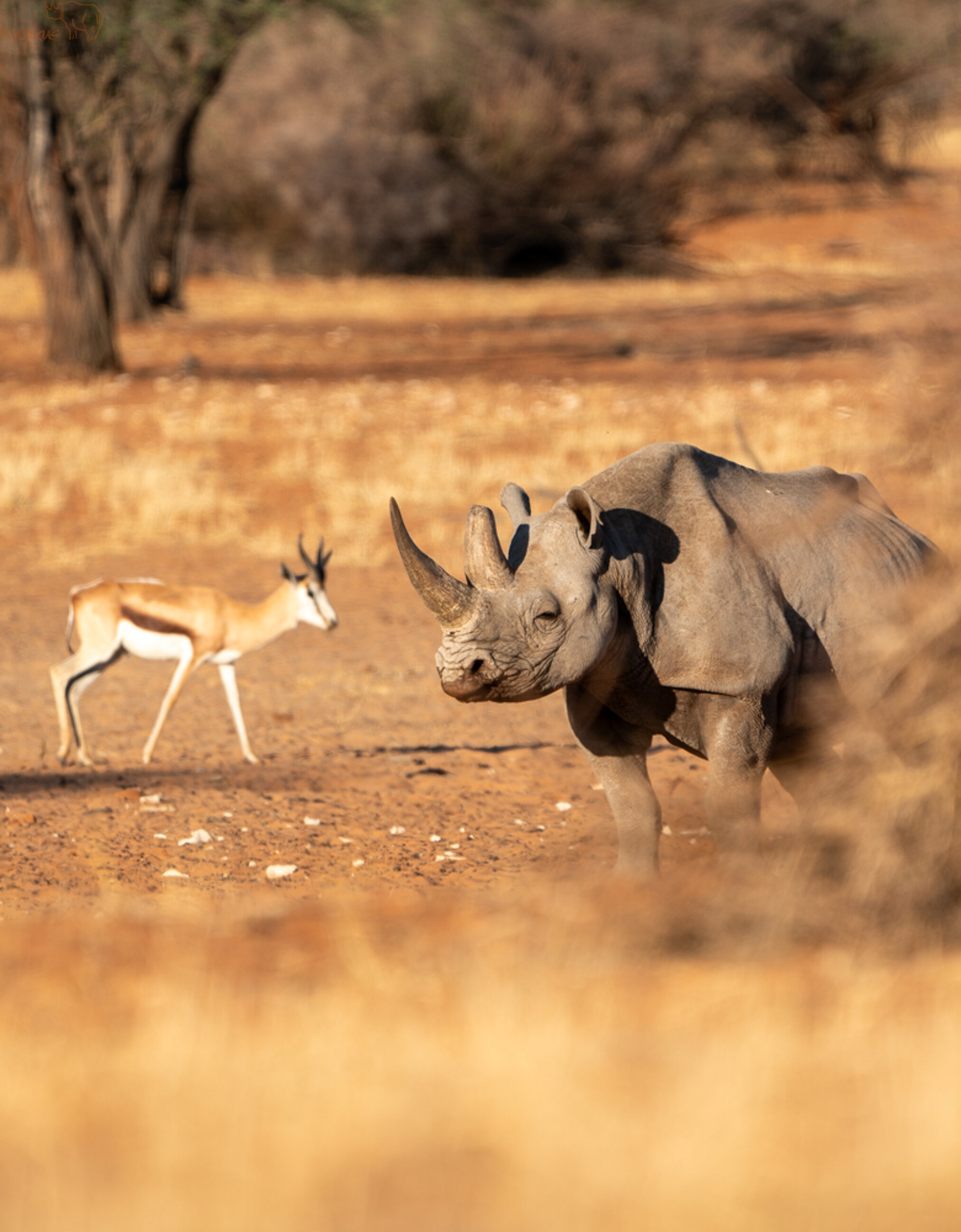 Nashorn und Springbock