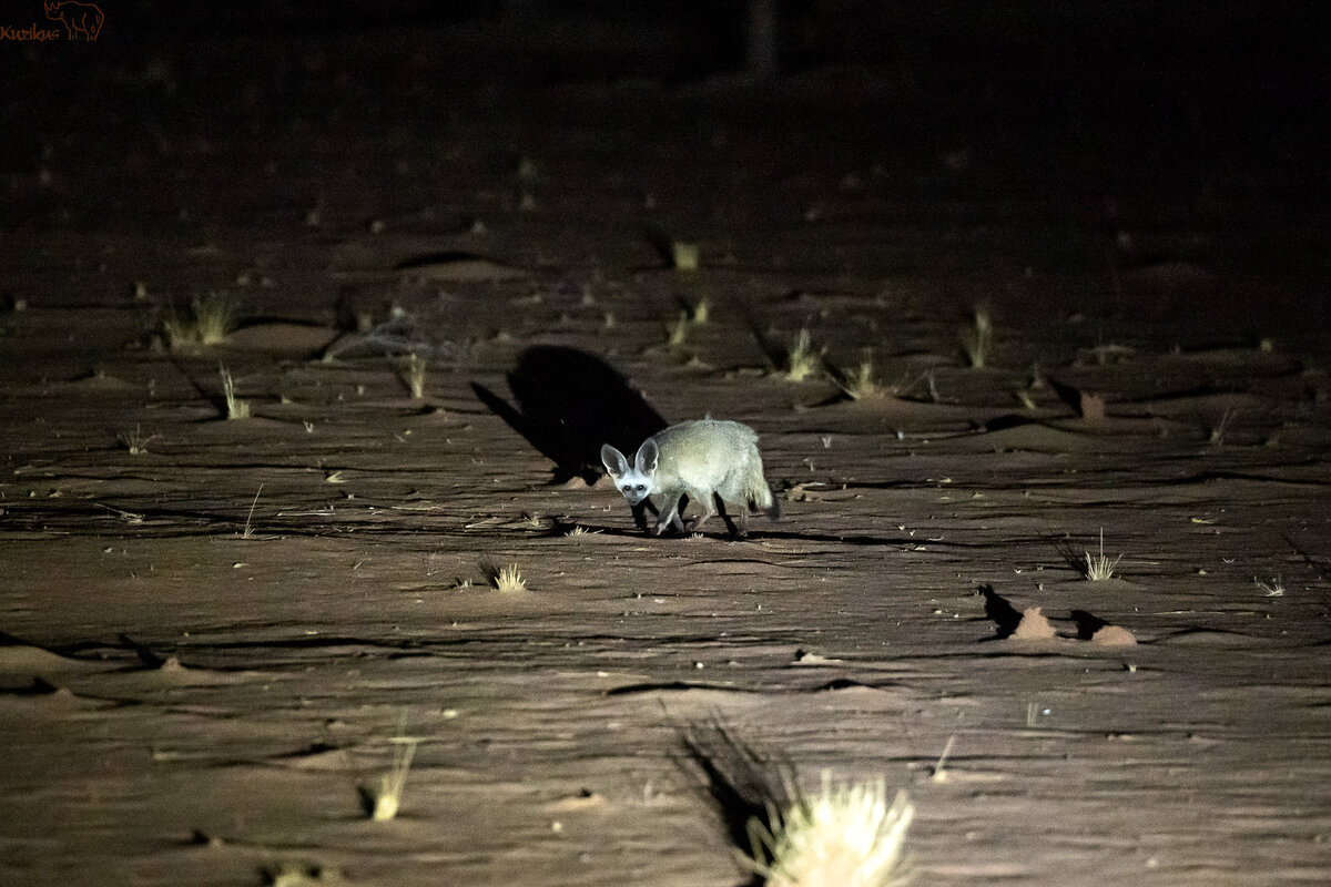 Bat eared Fox