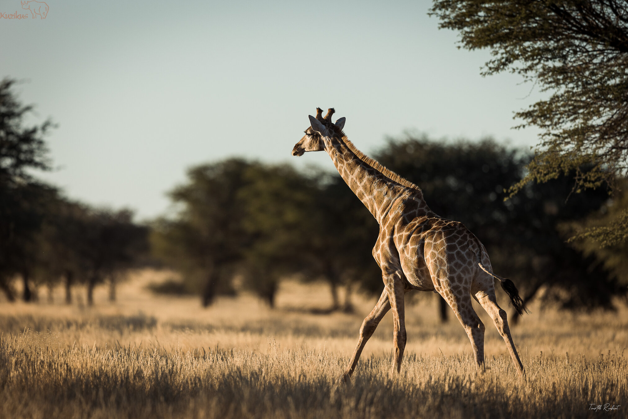 Giraffe