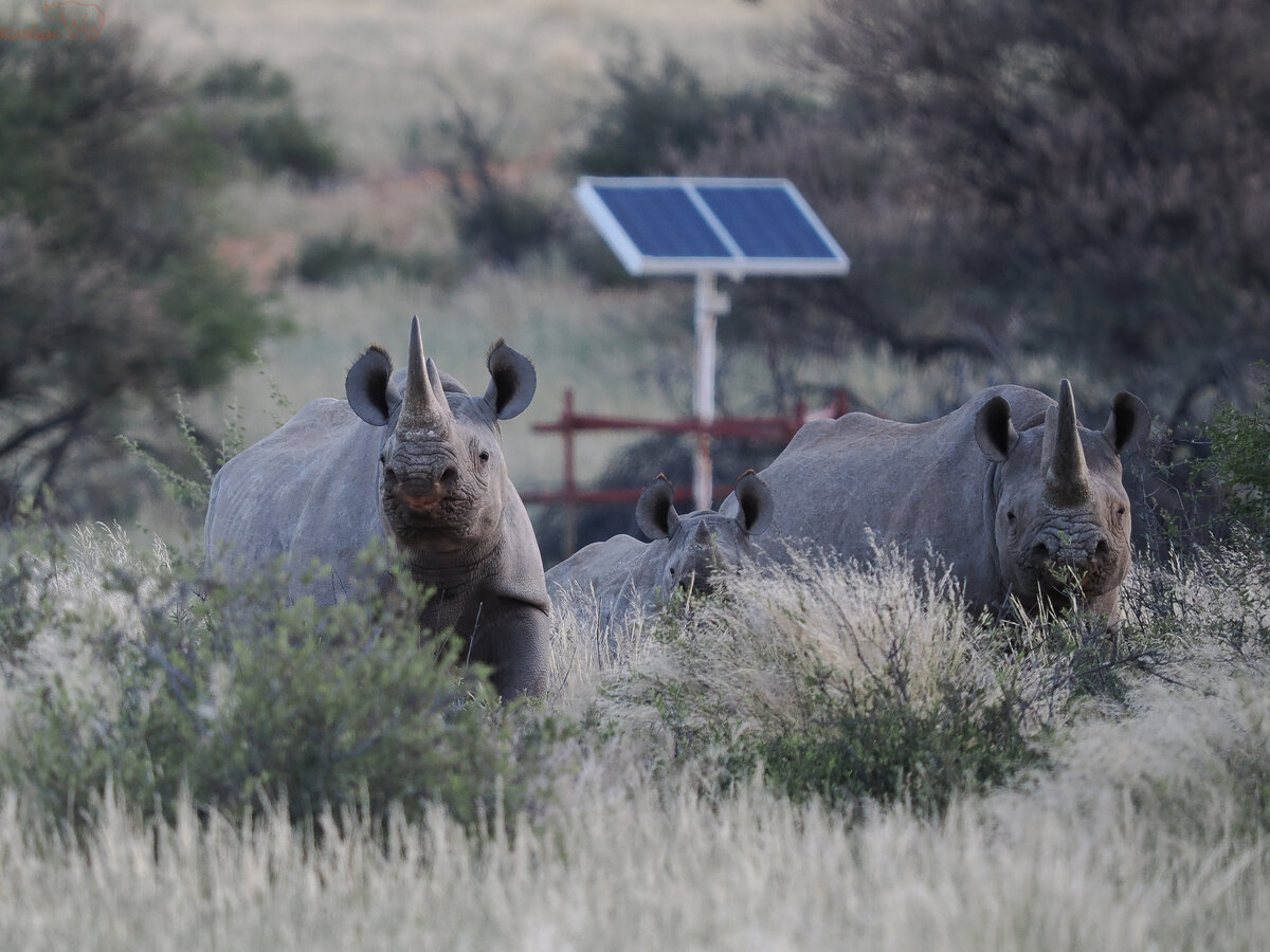 solar rhino