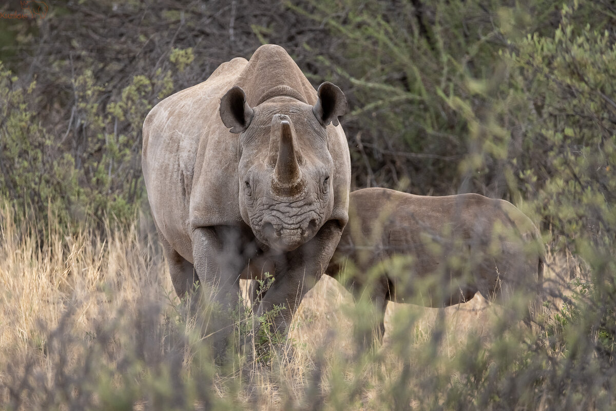 black rhino
