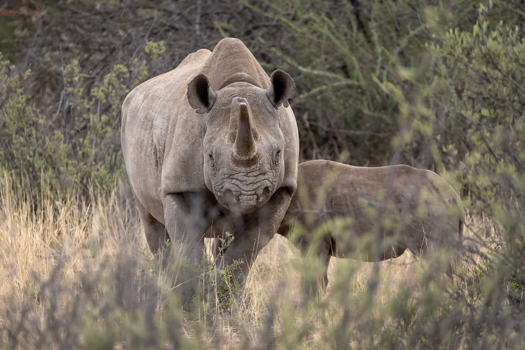 black rhino