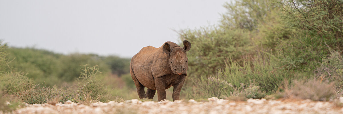 rhino