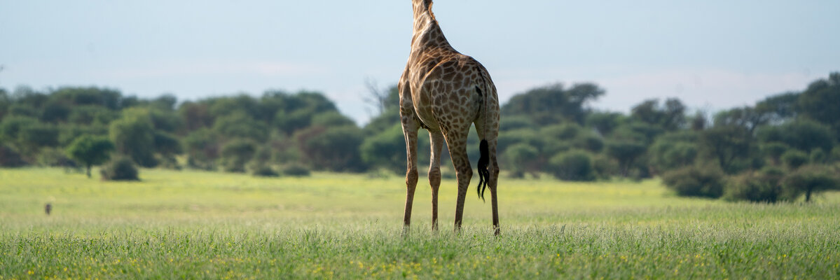 Giraffe