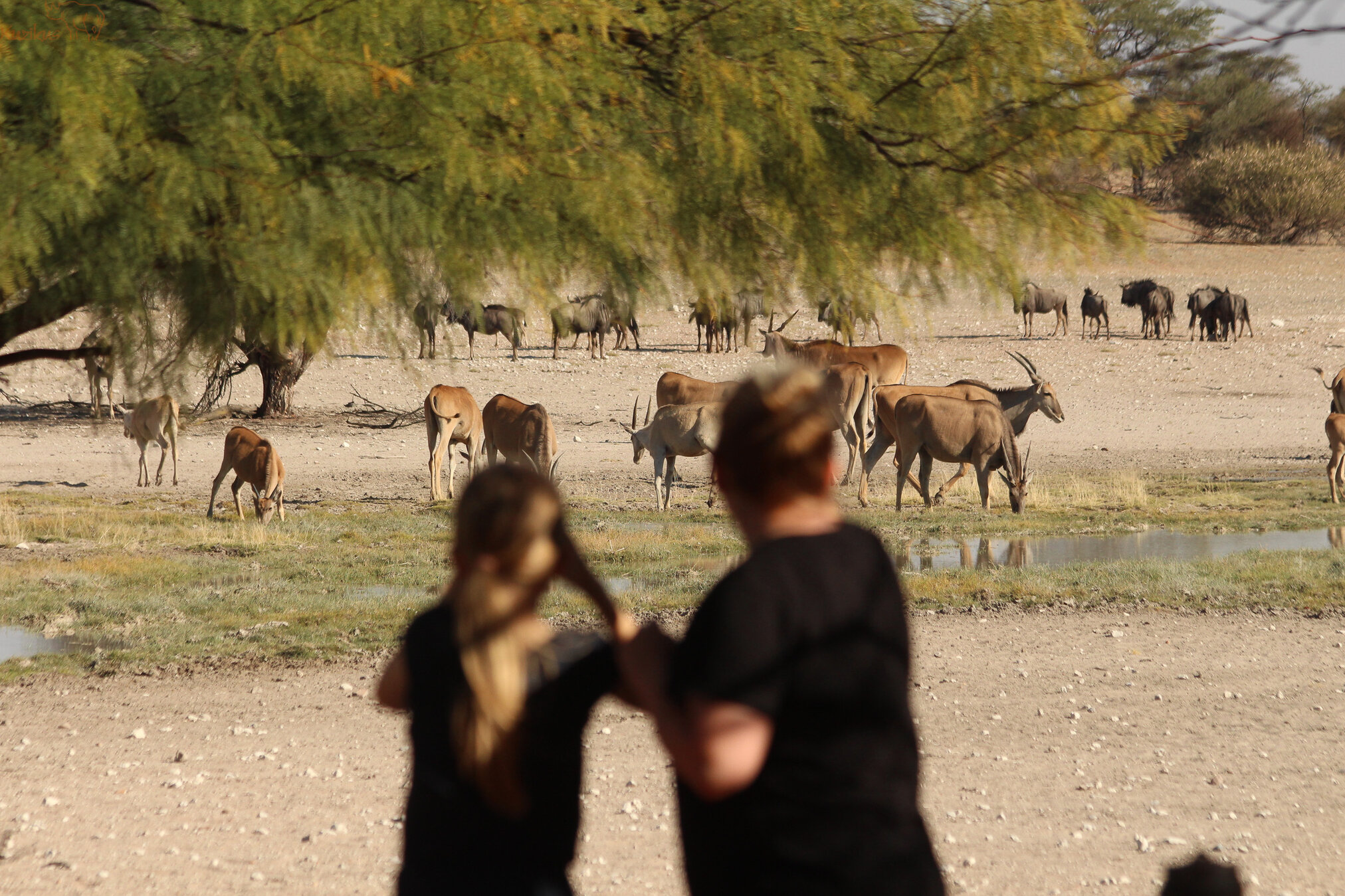 eland