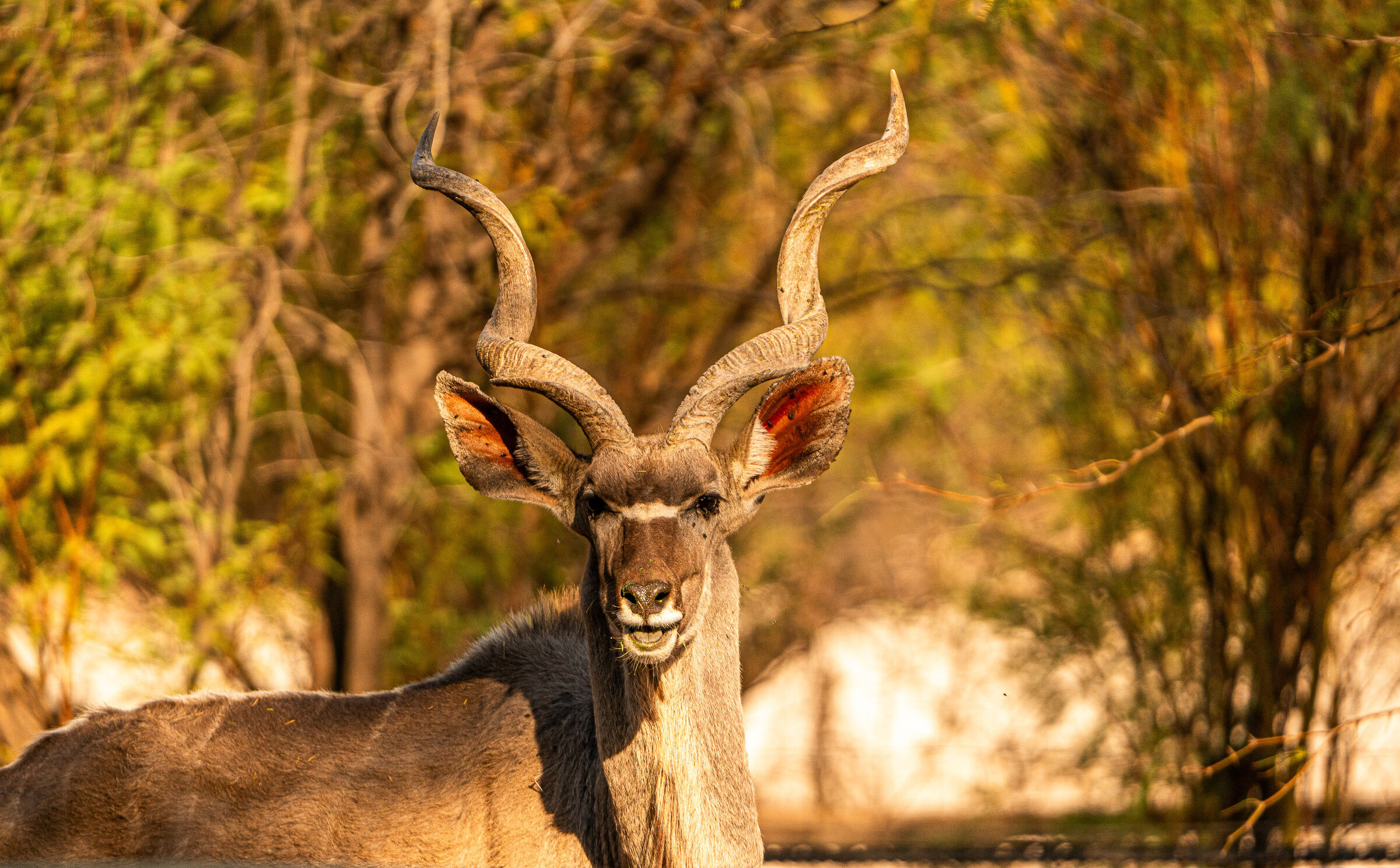 Kudu