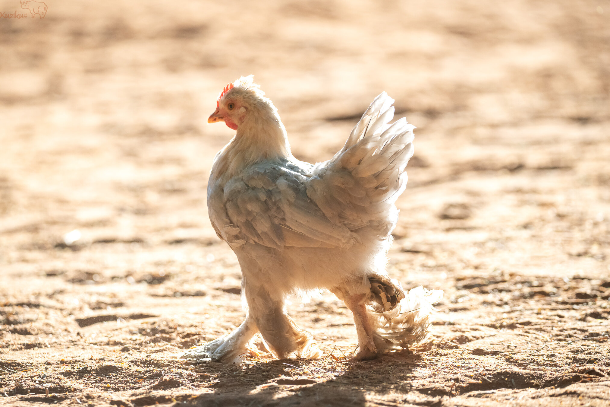 chicken