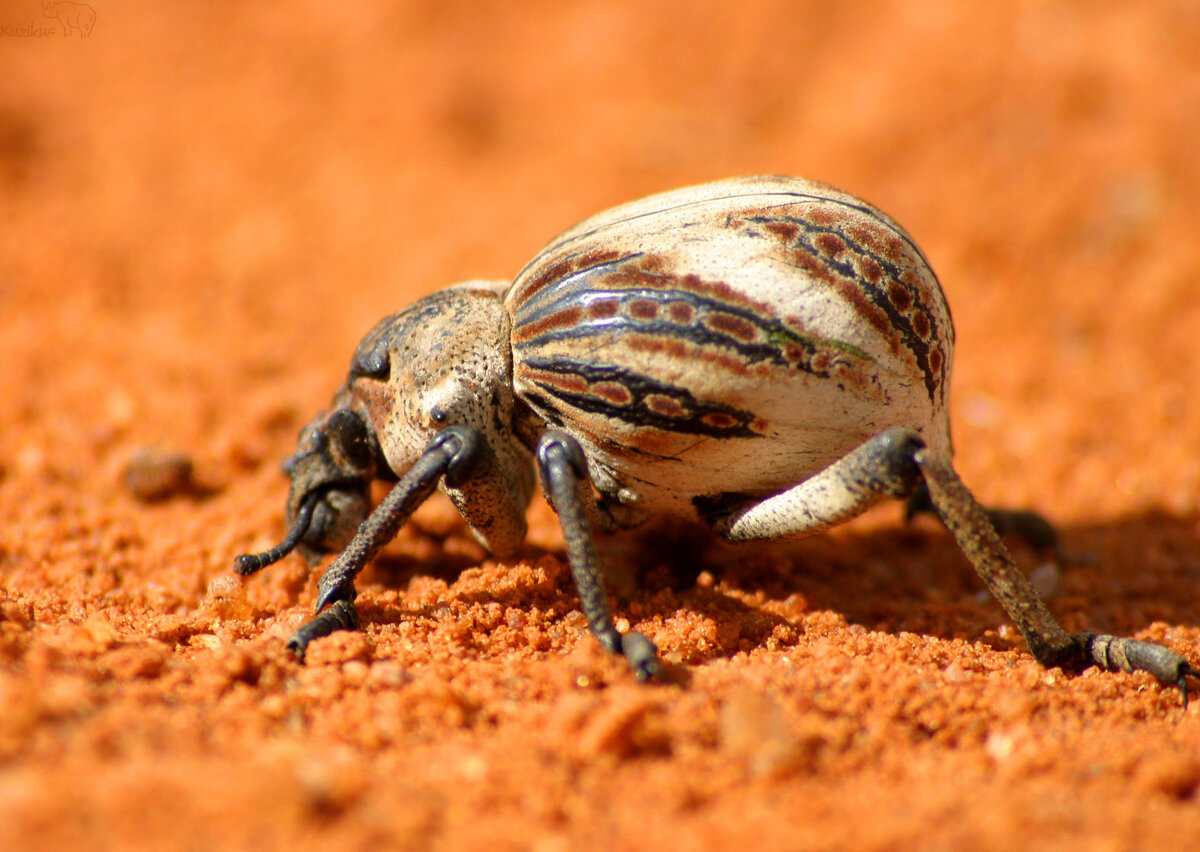 insect