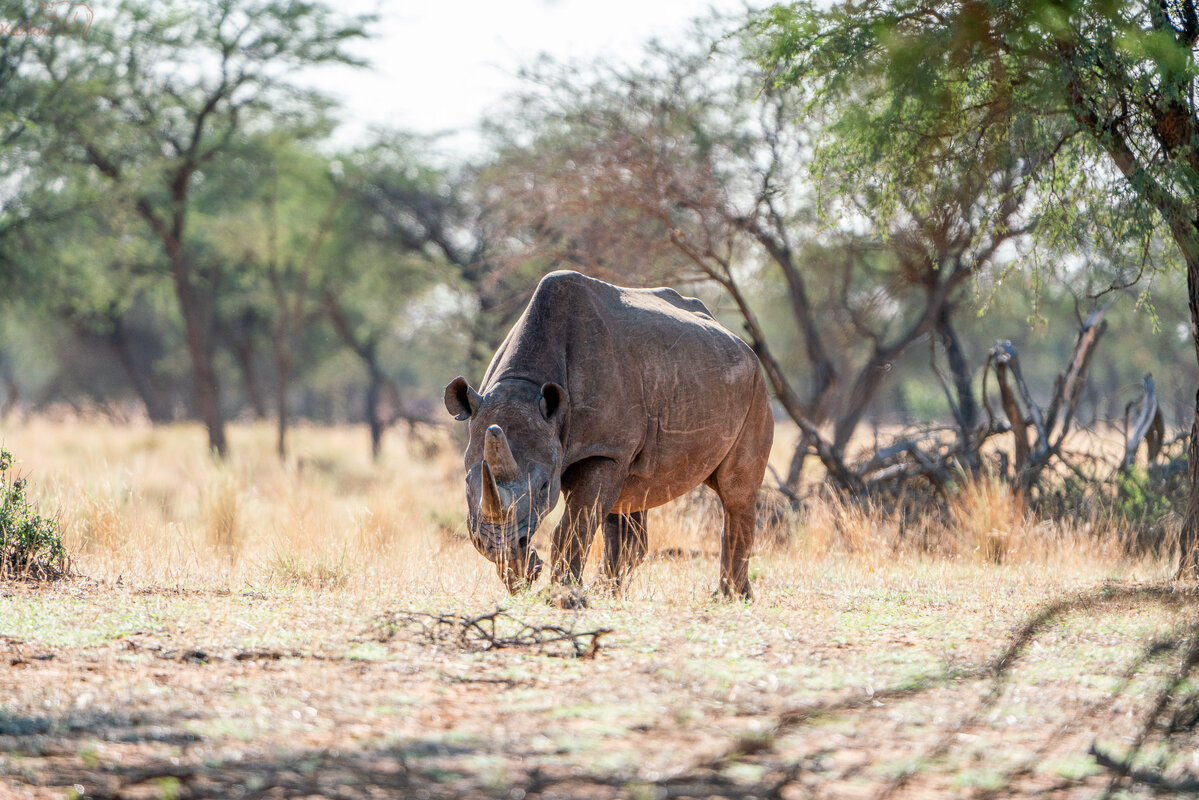 rhino
