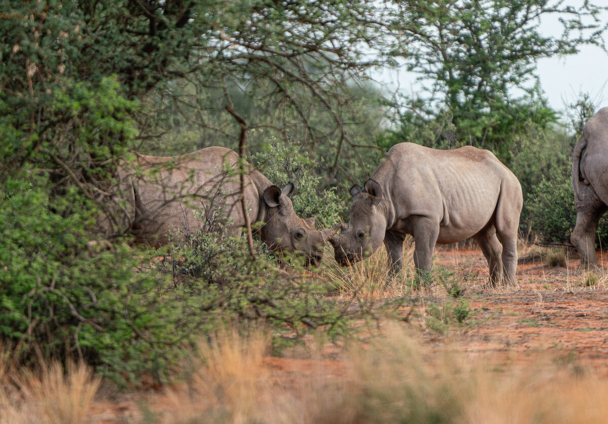 rhino