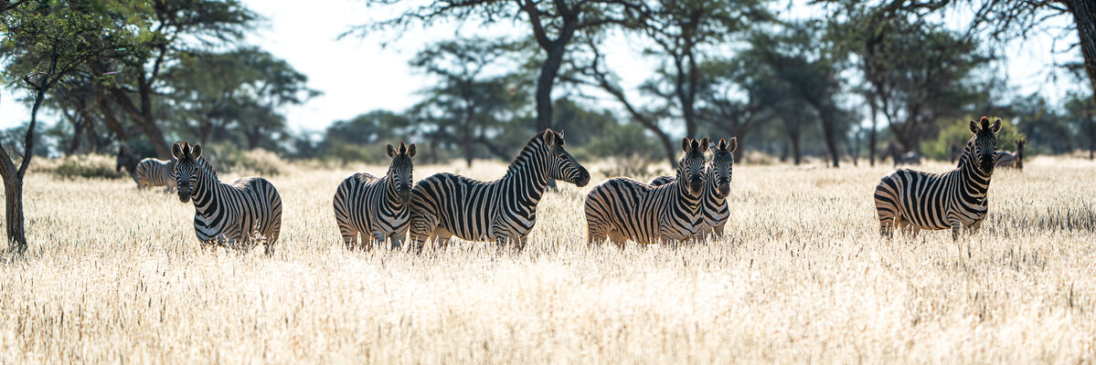 zebra