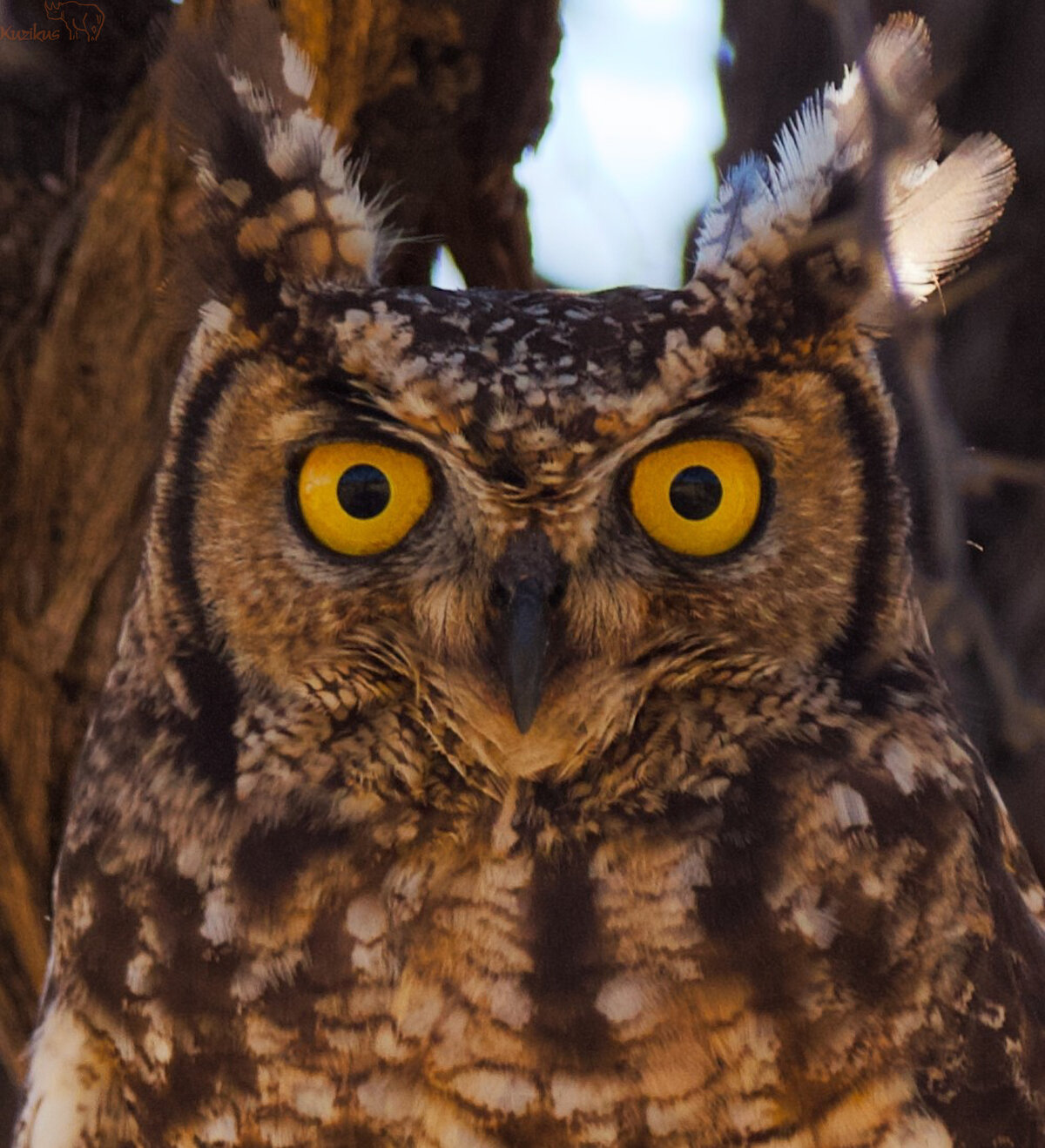 Owl