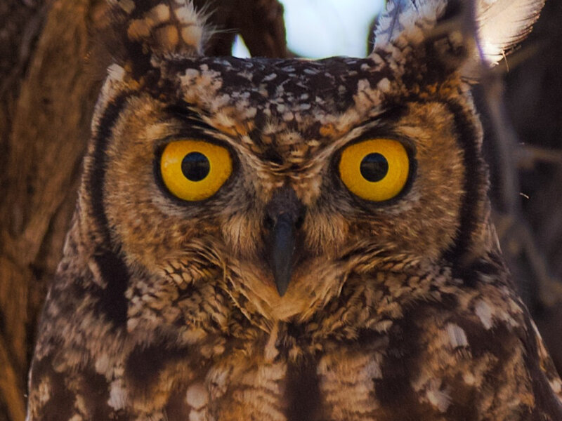 Owl