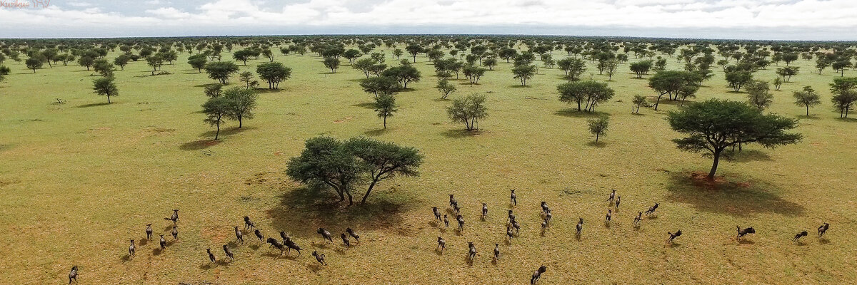 Gnus