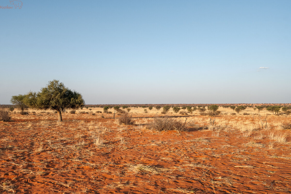Kalahari