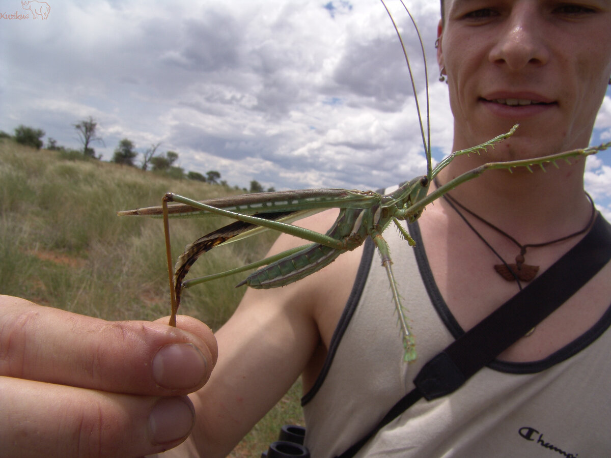 insect