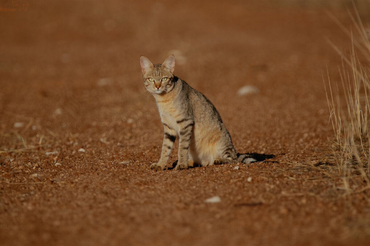 Wildcat