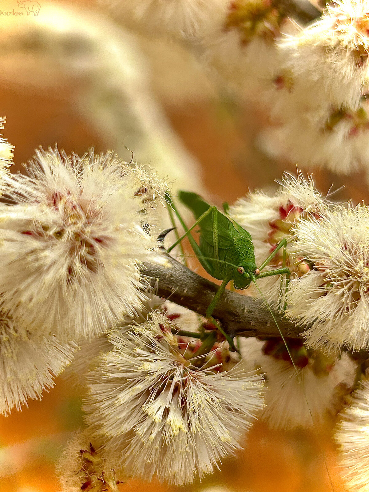 insect
