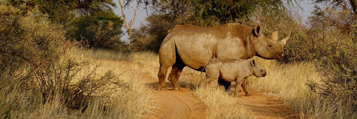 Nashornschutz Namibia Kuzikus