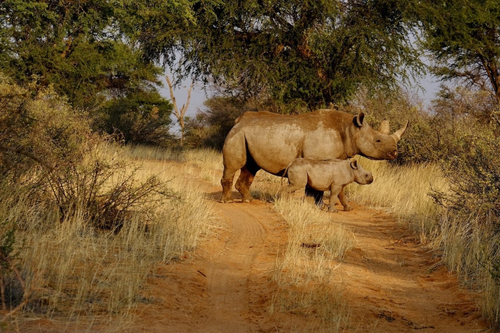 Nashornschutz Namibia Kuzikus