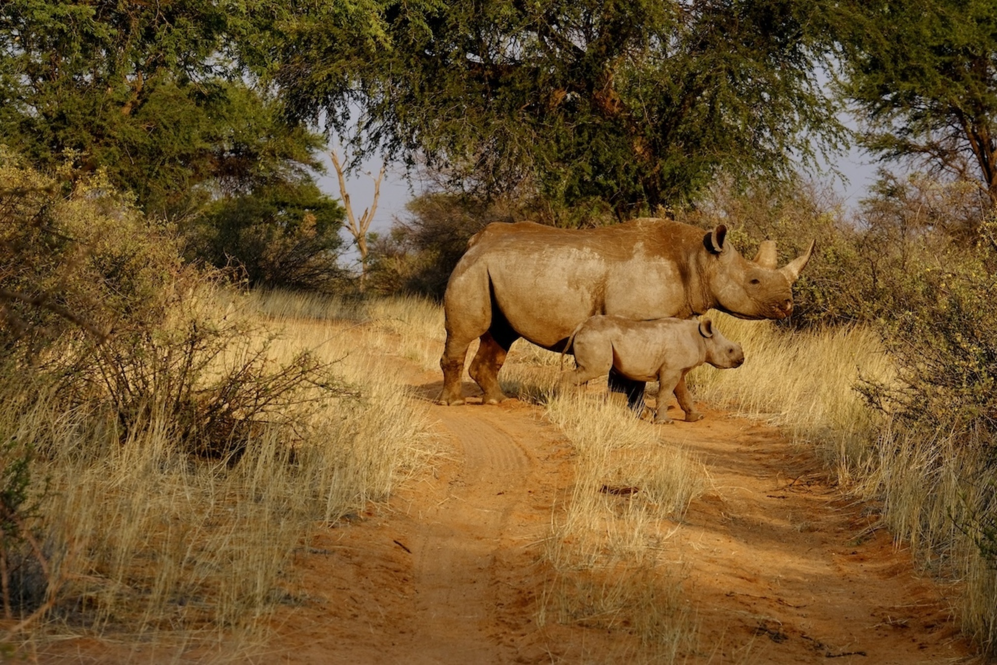 Nashornschutz Namibia Kuzikus