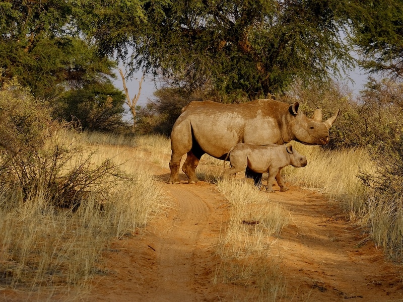 Nashornschutz Namibia Kuzikus