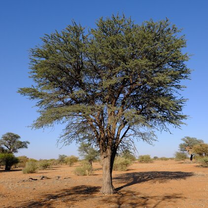 Schirmarten der Kalahari sch&uuml;tzen der Kahmeldornbaum